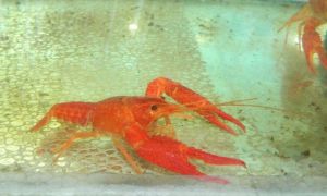 Crayfish