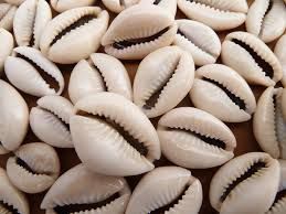 Cowries