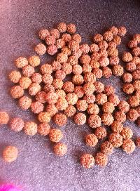 6 Faces Rudraksha