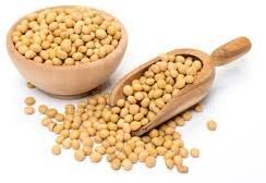 Soyabean