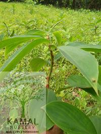 Insulin Plant