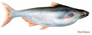 Basa Red Pangasiusfish