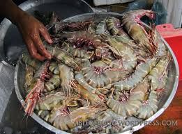 Tiger Prawn