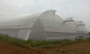 Green House Construction