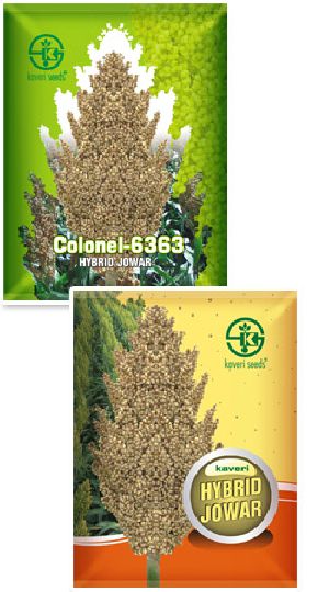 Sorghum