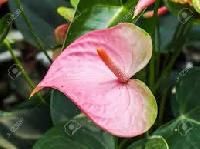 Anthurium