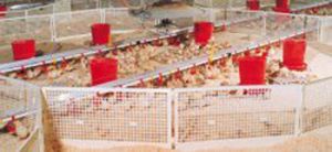 plastic Brooder guard