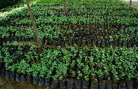 Medicinal & Herbal Plants Nursery