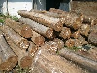 teak timber logs