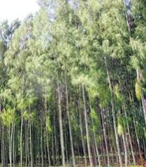 casuarina tree