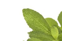 stevia leaf