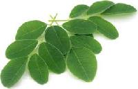 Moringa Leaves