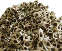 Moringa Seeds