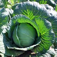 Cabbage Plants