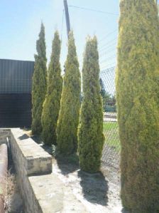 Pencil Pine Plants