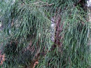 Silver Pine Plants