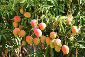 Mango Plant