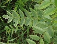 Mulethi Plant