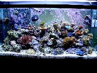 Marine Aquarium