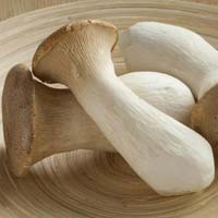 King Oyster Mushroom