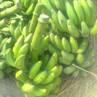 Fresh Green Banana