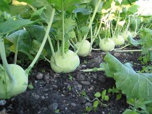 Fresh Kohlrabi