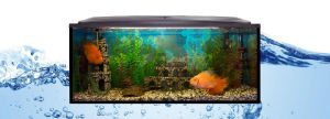 Fish Aquarium Services