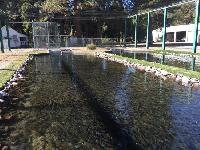 Fish Hatchery Services