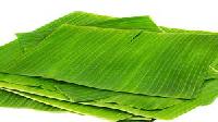 Banana Leaf