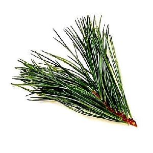 Rosemary Oil