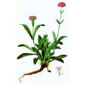 Spikenard Oil