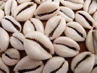 cowrie shells