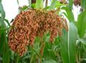 Sorghum Seeds