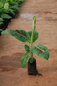 Tissue Culture Banana Plant