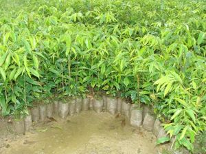 agarwood plants