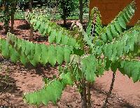 Amla Plants