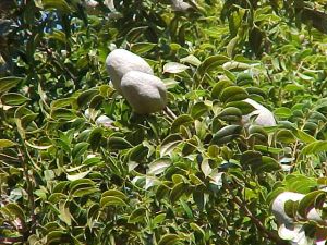 mahogany plants