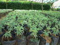 NEEM PLANTS