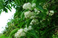 White Sandalwood Plants