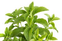 stevia leaf