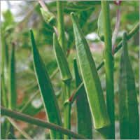 Op Okra seed