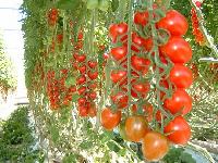 Tomato hy seed