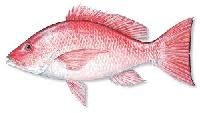 Red Snapper Fish