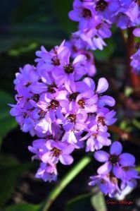 ornamental flowers