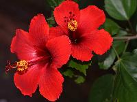 Hibiscus Rosa Sinensis Flower