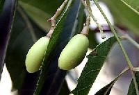 Neem Fruits