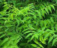 Fresh Neem Leaves