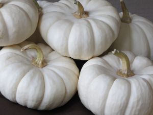 Fresh White Pumpkin