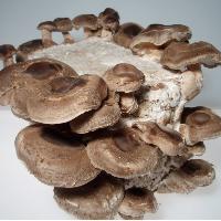 Bio Organic Shitake Mushrooms