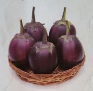 Brinjal Seeds